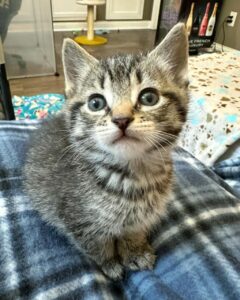 maine coon near me